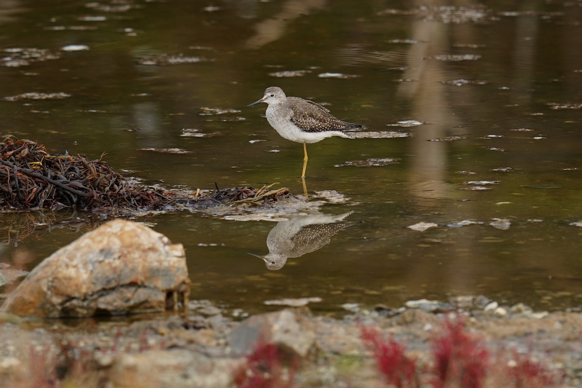 Lesser Yellowlegs - ML609368079