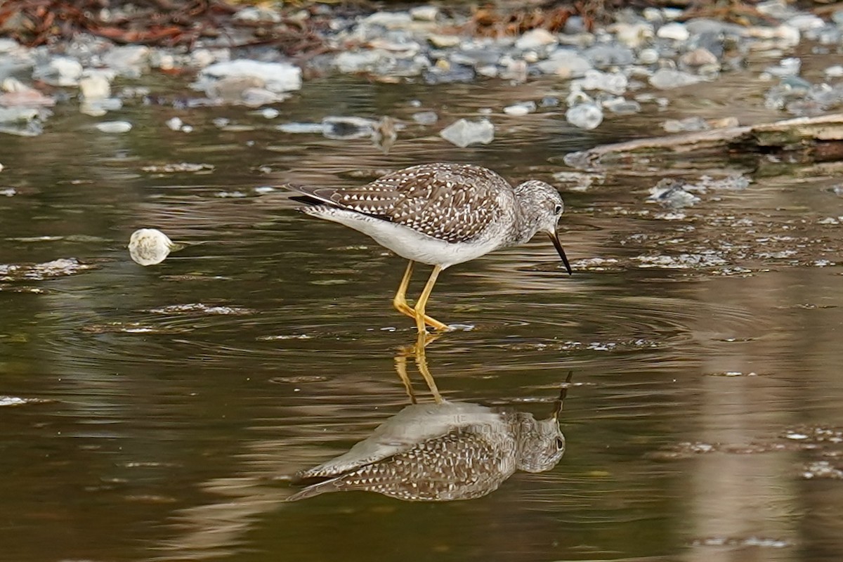 Lesser Yellowlegs - Bob Plohr