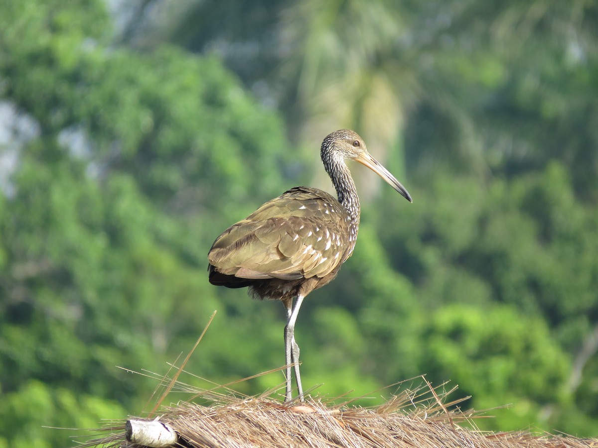 Limpkin - ML609368084