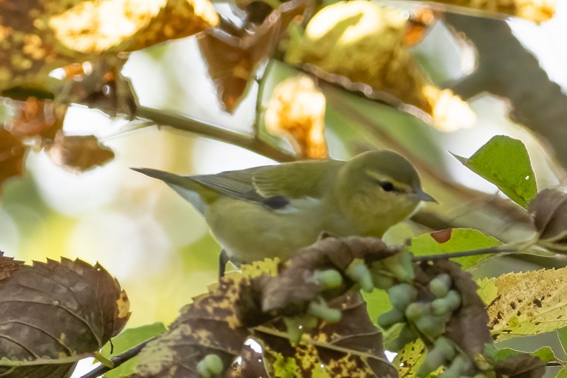 Tennessee Warbler - Mary Sturtevant