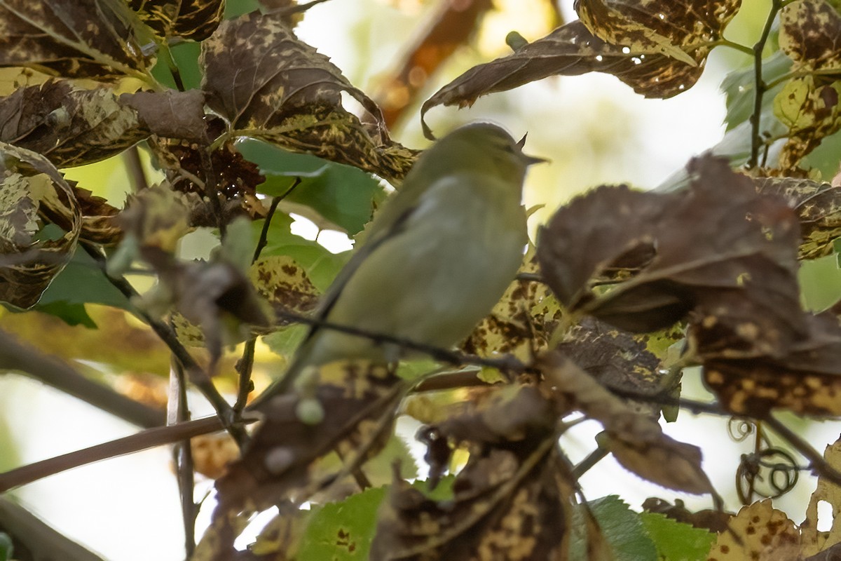 Tennessee Warbler - Mary Sturtevant