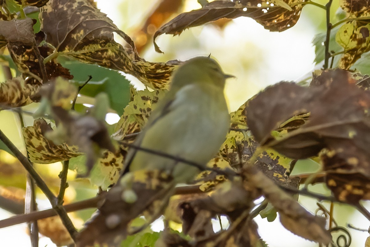 Tennessee Warbler - Mary Sturtevant