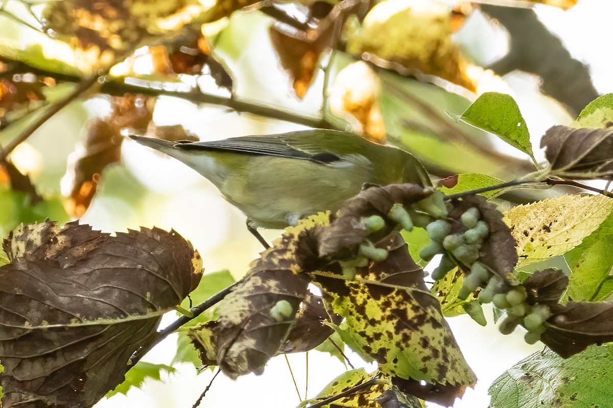 Tennessee Warbler - Mary Sturtevant