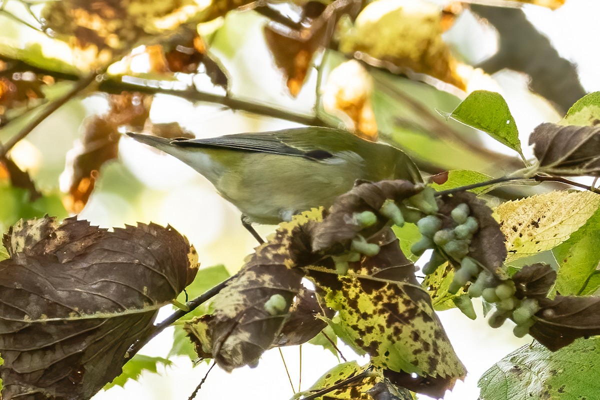 Tennessee Warbler - ML609368088