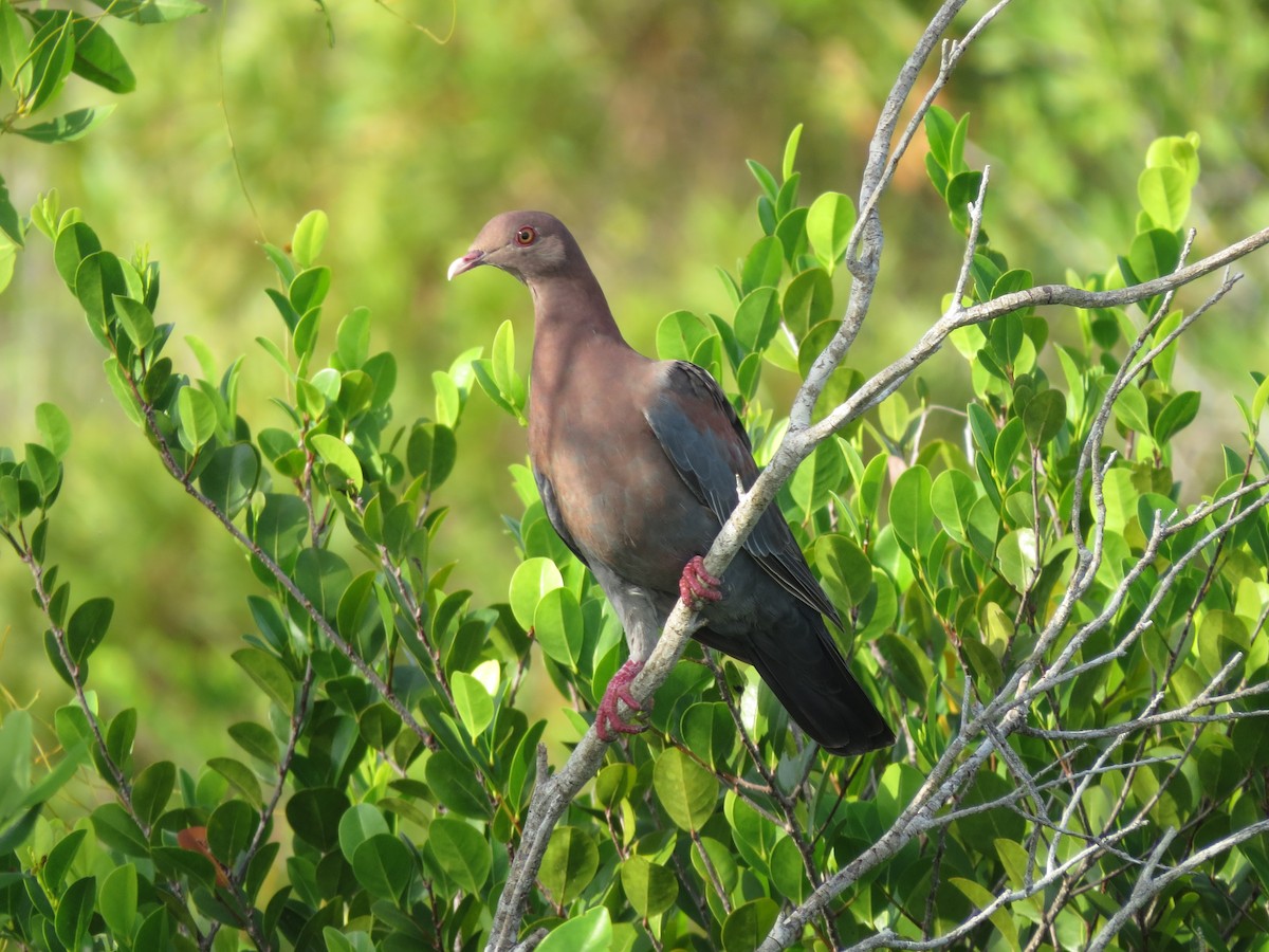 Red-billed Pigeon - Shayan Zirakjou