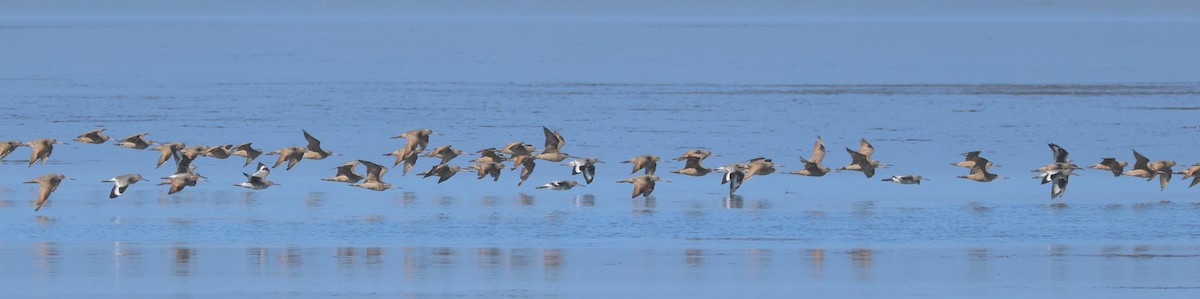 Marbled Godwit - ML609368165