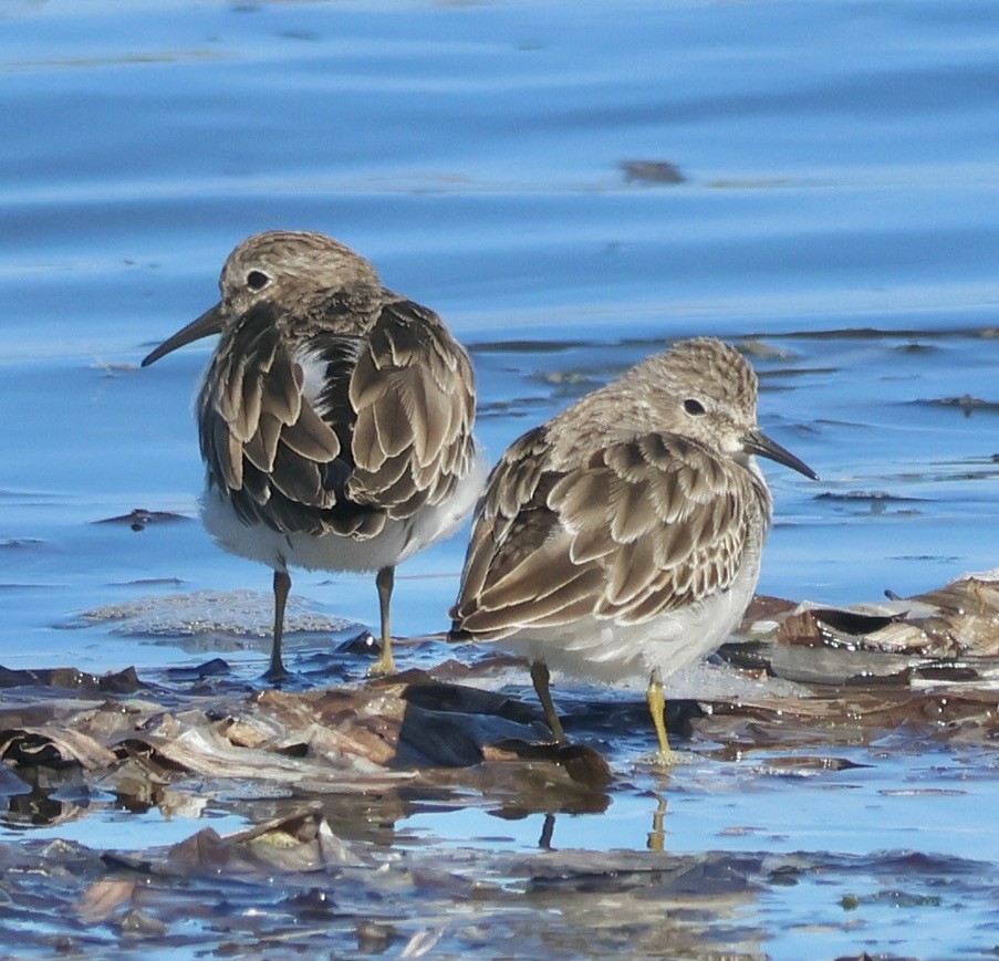 Least Sandpiper - ML609368202