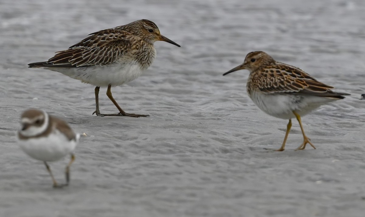 Pectoral Sandpiper - ML609368228