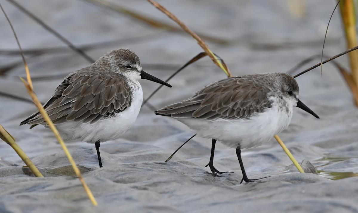 Bergstrandläufer - ML609368255