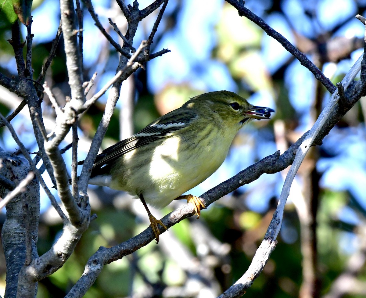 Blackpoll Warbler - ML609368294