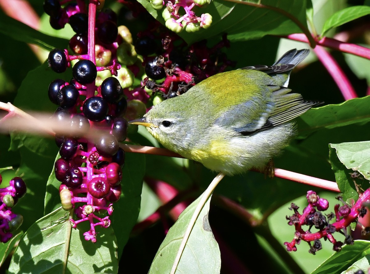 Northern Parula - ML609368305