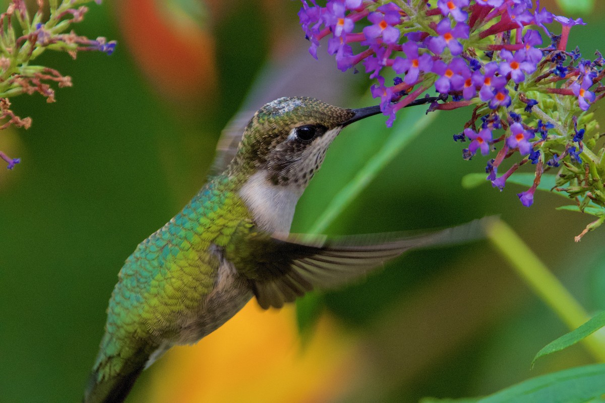 Ruby-throated Hummingbird - Robert King