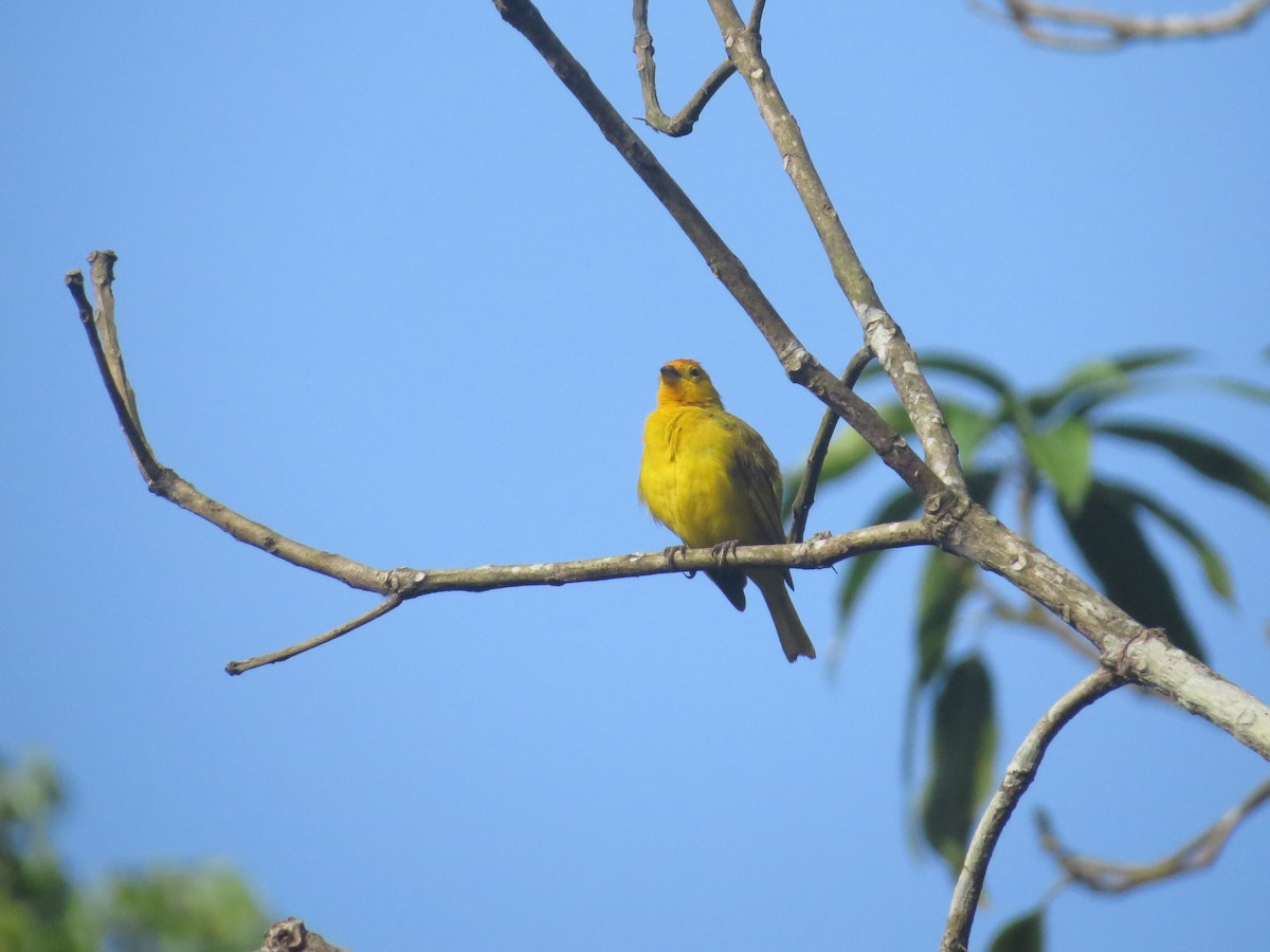 Saffron Finch - Anderson León Natera