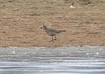 American Golden-Plover - ML609368555