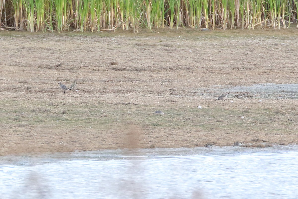 American Golden-Plover - ML609368581