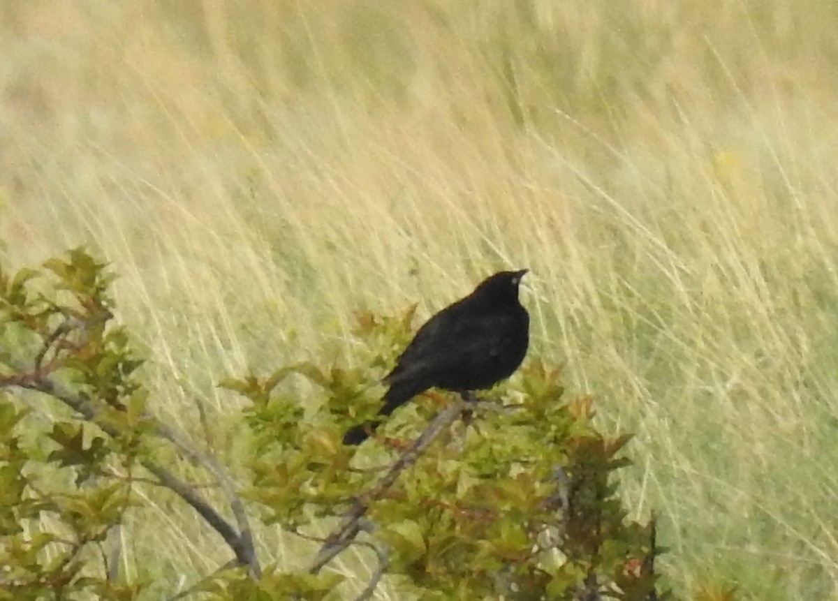 Brewer's Blackbird - ML60936871