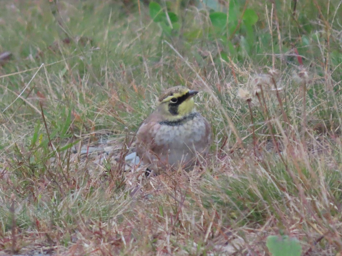 Horned Lark - ML609368795