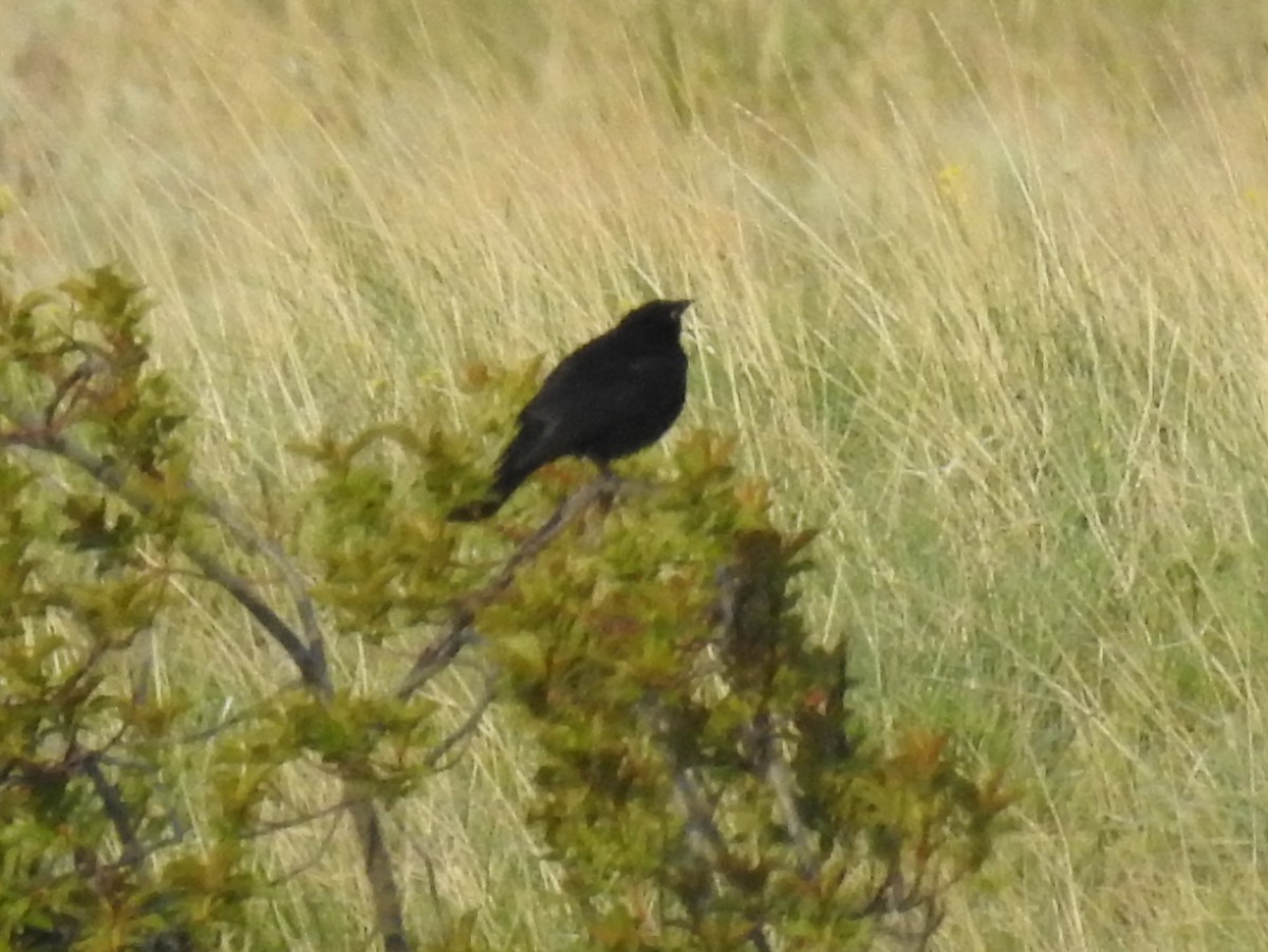 Brewer's Blackbird - ML60936891