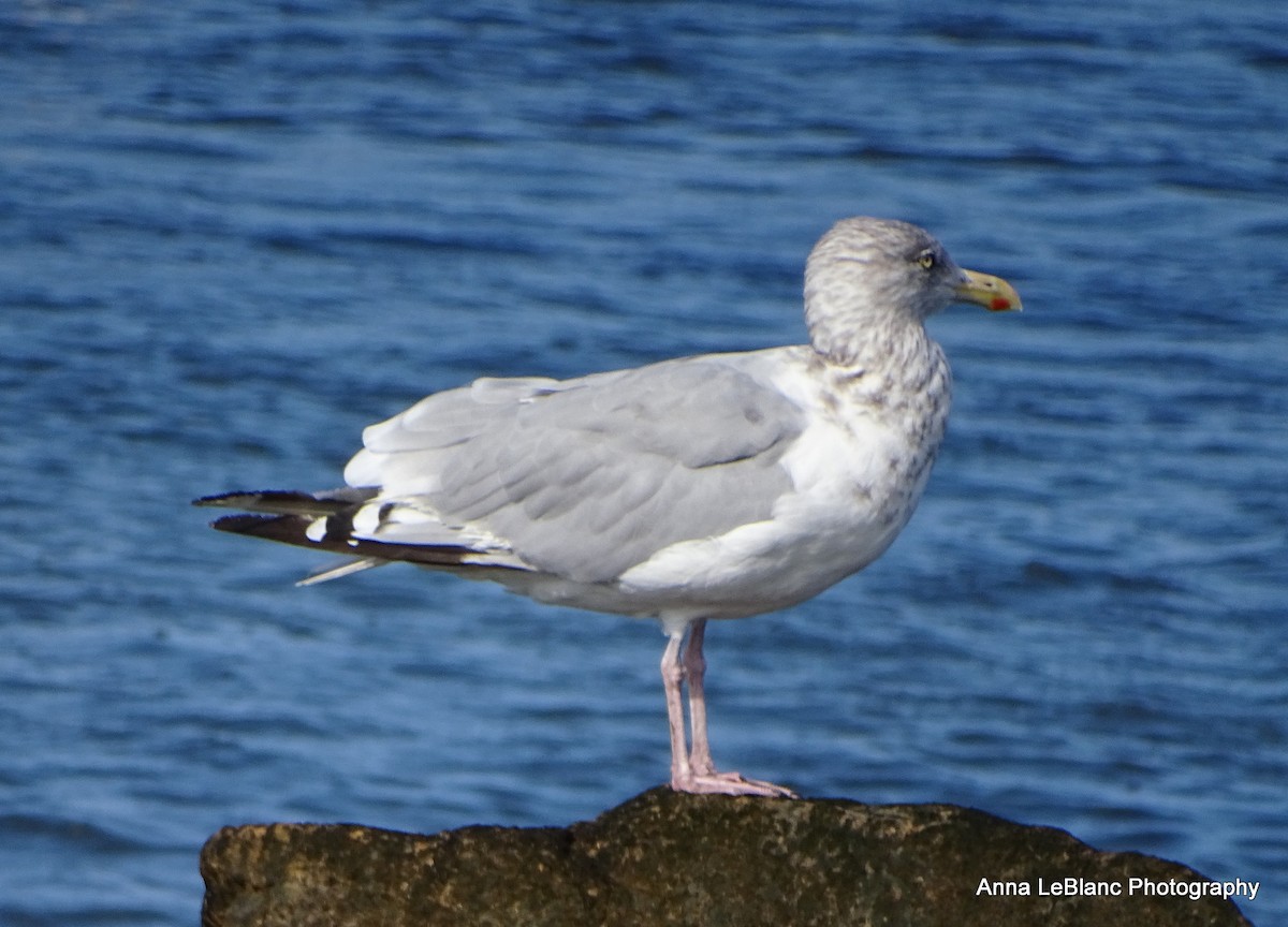 Gaviota Argéntea - ML609368926