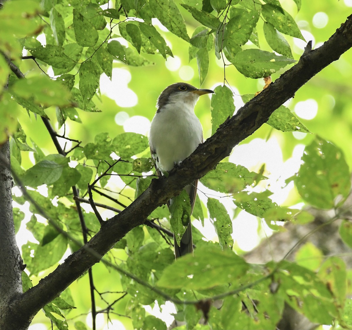 Yellow-billed Cuckoo - ML609368949