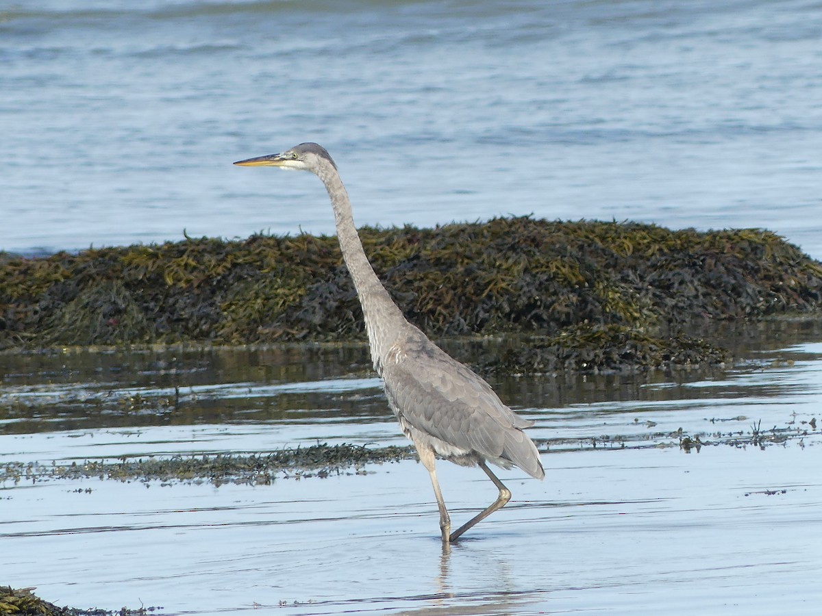 Great Blue Heron - ML609368981