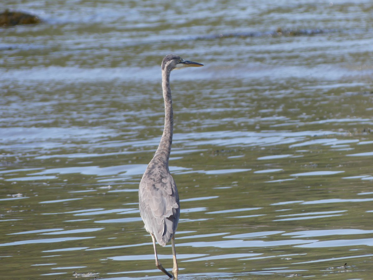Great Blue Heron - claudine lafrance cohl