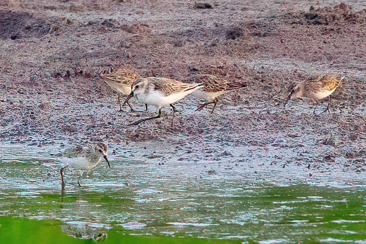 Western Sandpiper - ML609369001