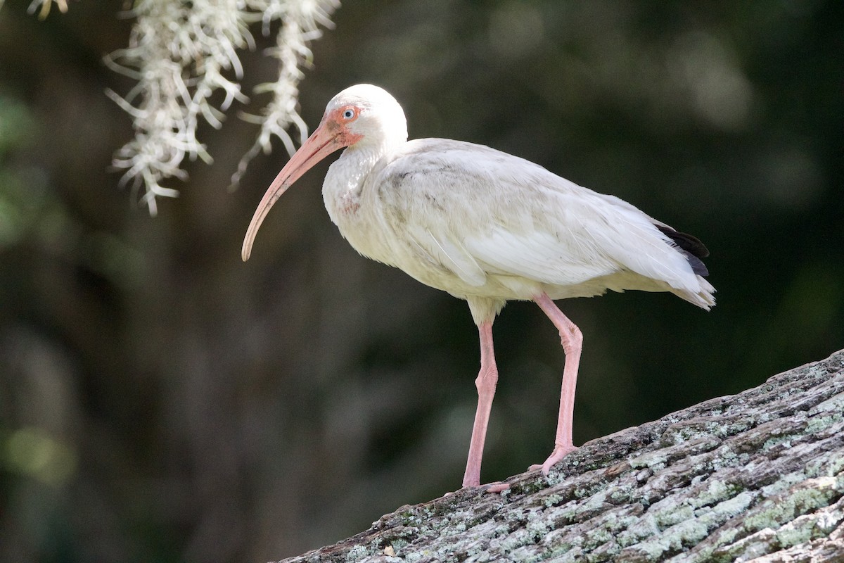 White Ibis - ML609369003