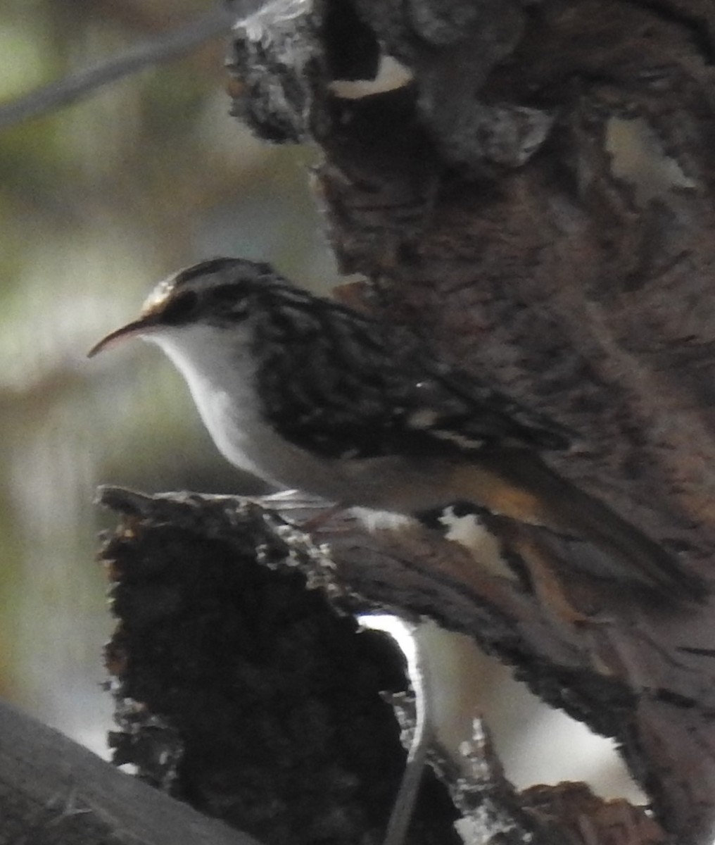 Brown Creeper - Harry Colestock