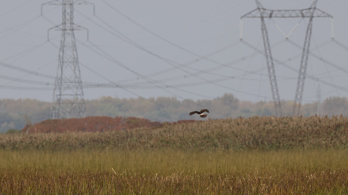 Northern Harrier - Manon leduc