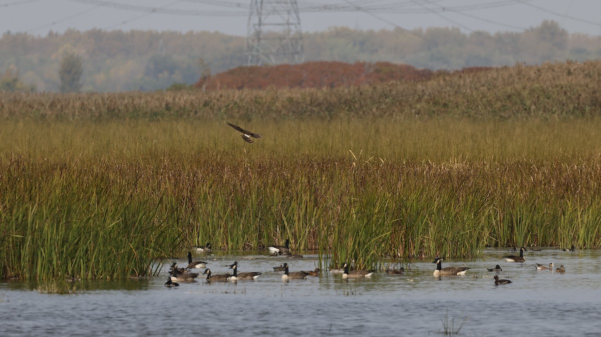 Northern Harrier - ML609369084