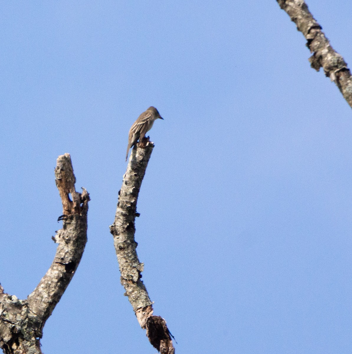 Olive-sided Flycatcher - ML609369093