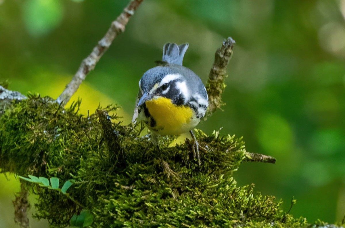 Yellow-throated Warbler - ML609369099