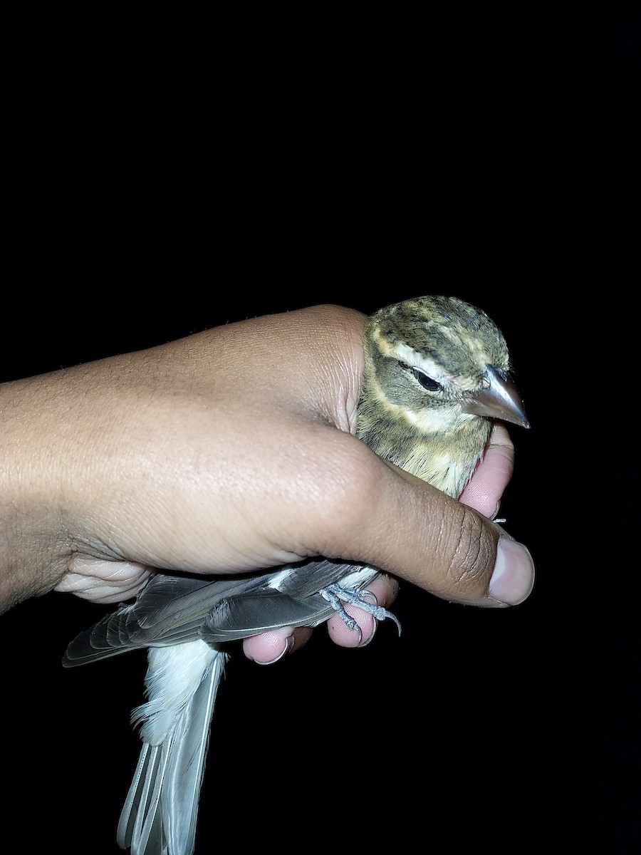 Rose-breasted Grosbeak - ML609369171