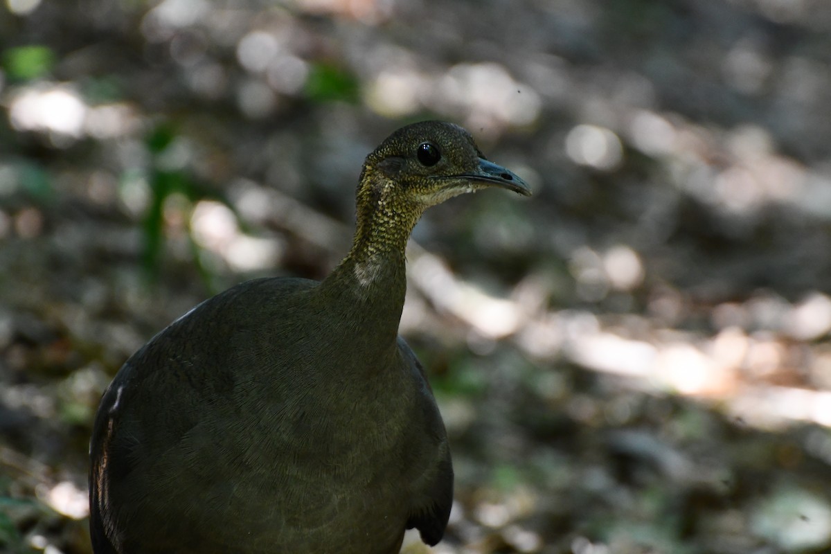 Solitary Tinamou - ML609369237