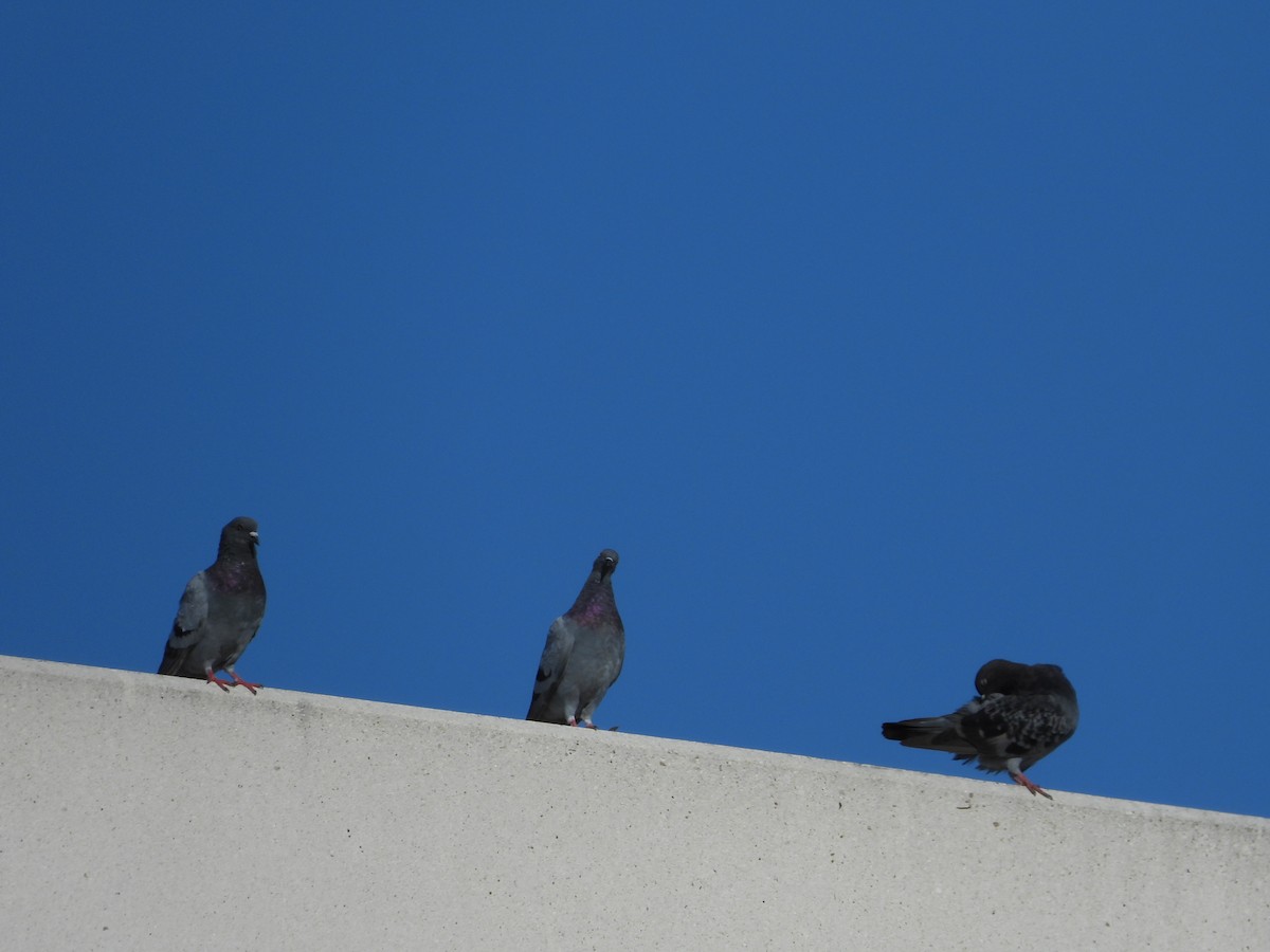 Rock Pigeon (Feral Pigeon) - ML609369257