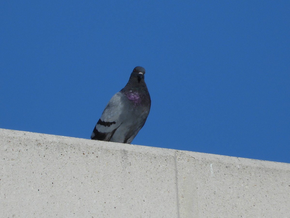 Pigeon biset (forme domestique) - ML609369258