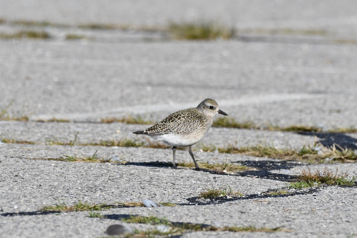 American Golden-Plover - Kevin Kelly