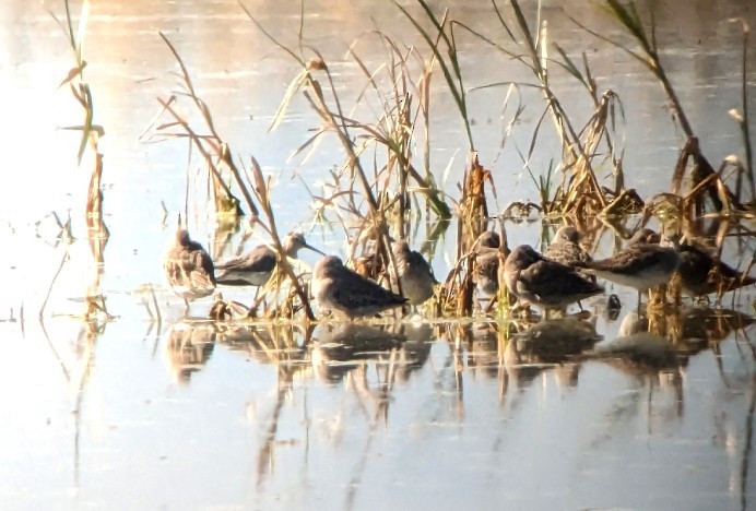 Stilt Sandpiper - ML609369384