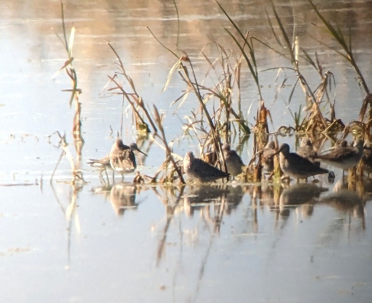 Stilt Sandpiper - ML609369385