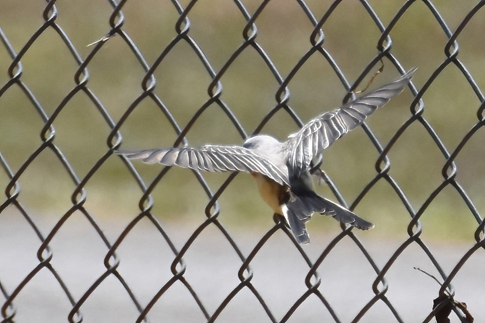 Scissor-tailed Flycatcher - Derek Hudgins