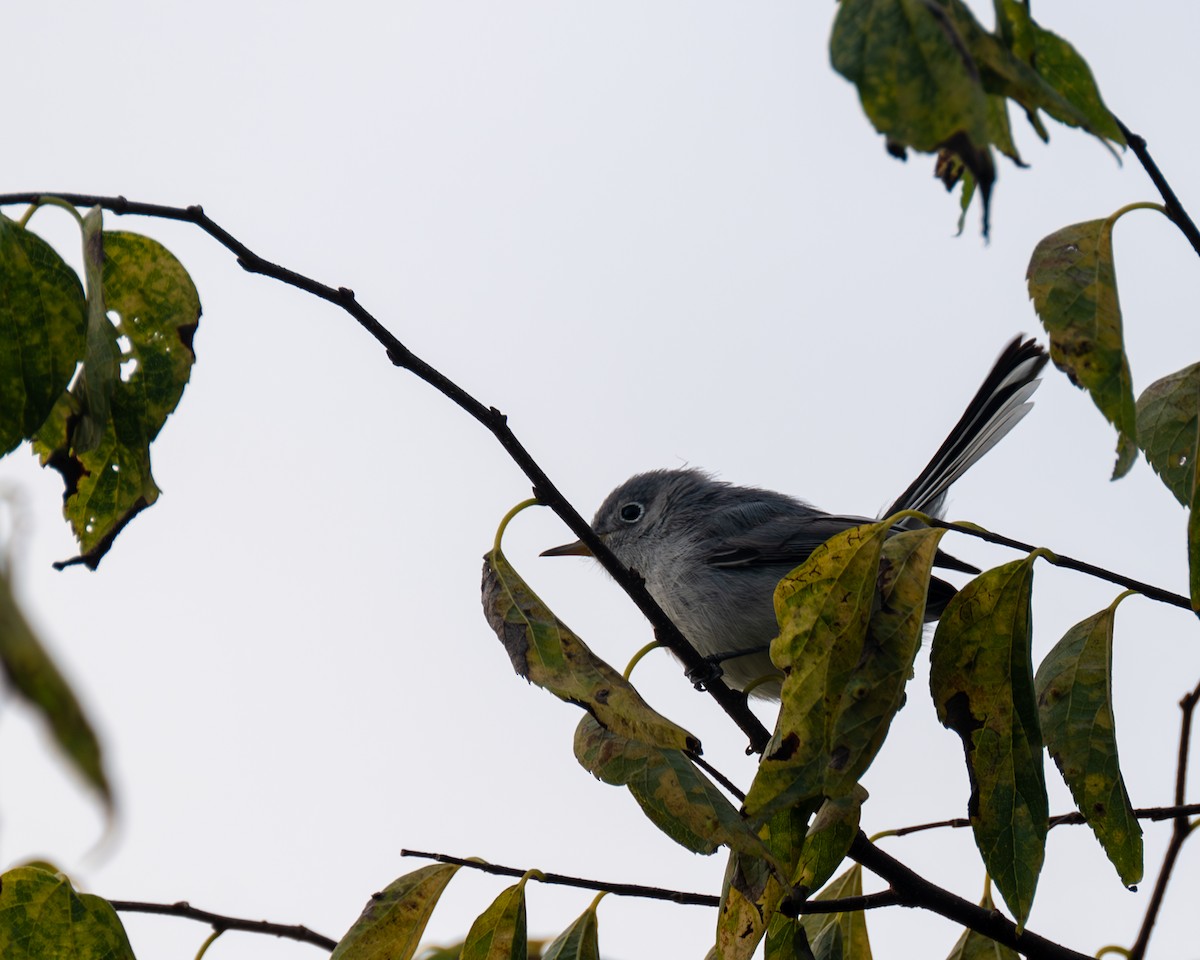 Blue-gray Gnatcatcher - ML609369539