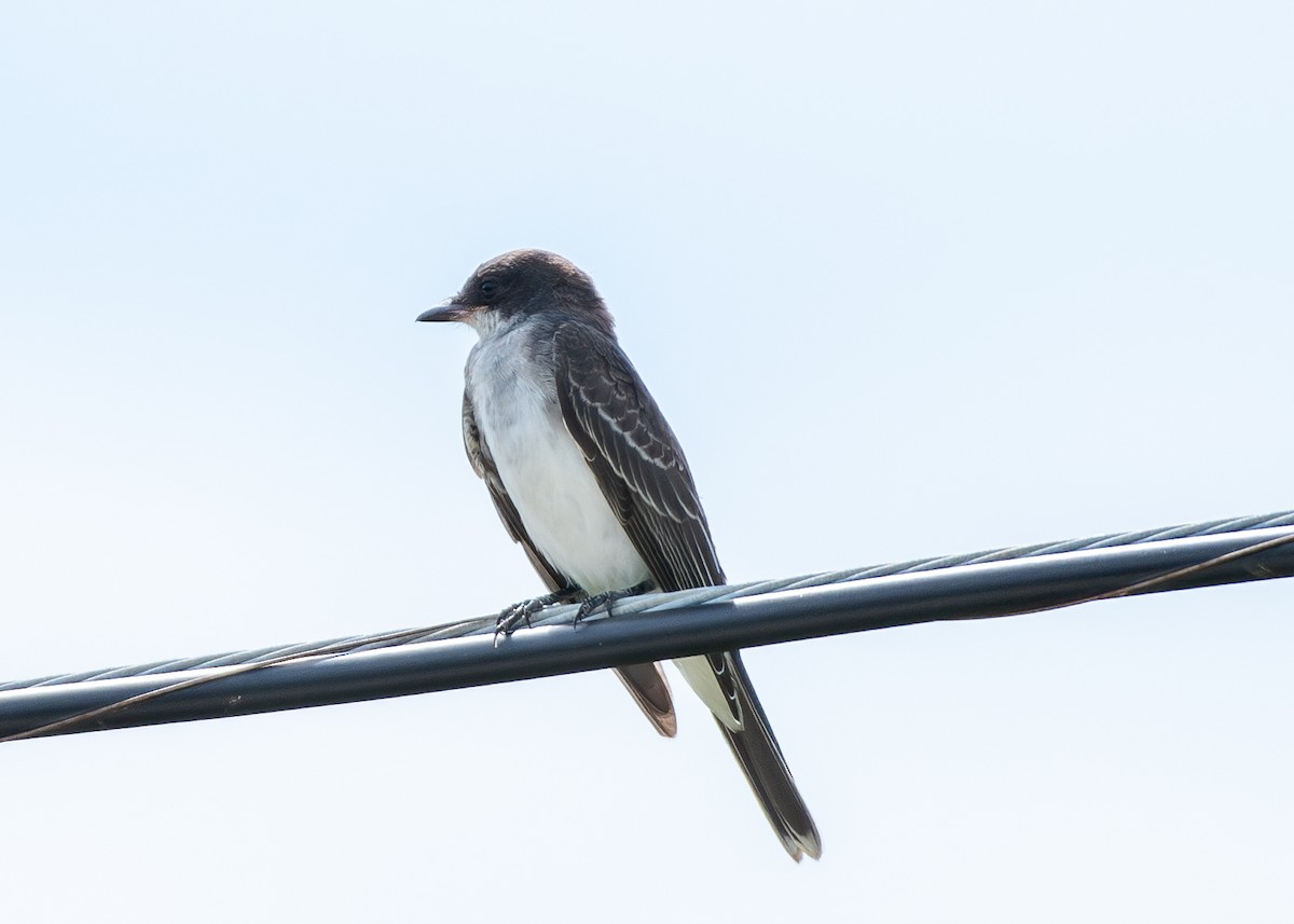 Eastern Kingbird - ML609369622