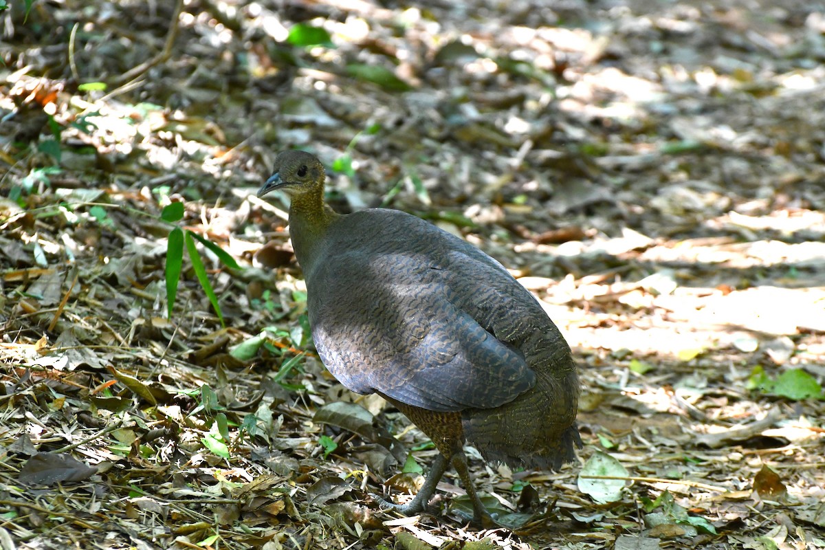 Solitary Tinamou - ML609369667