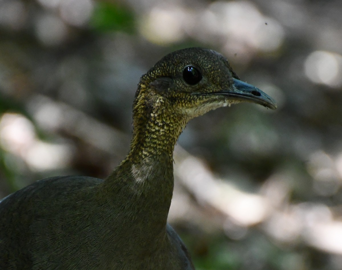 Solitary Tinamou - ML609369676