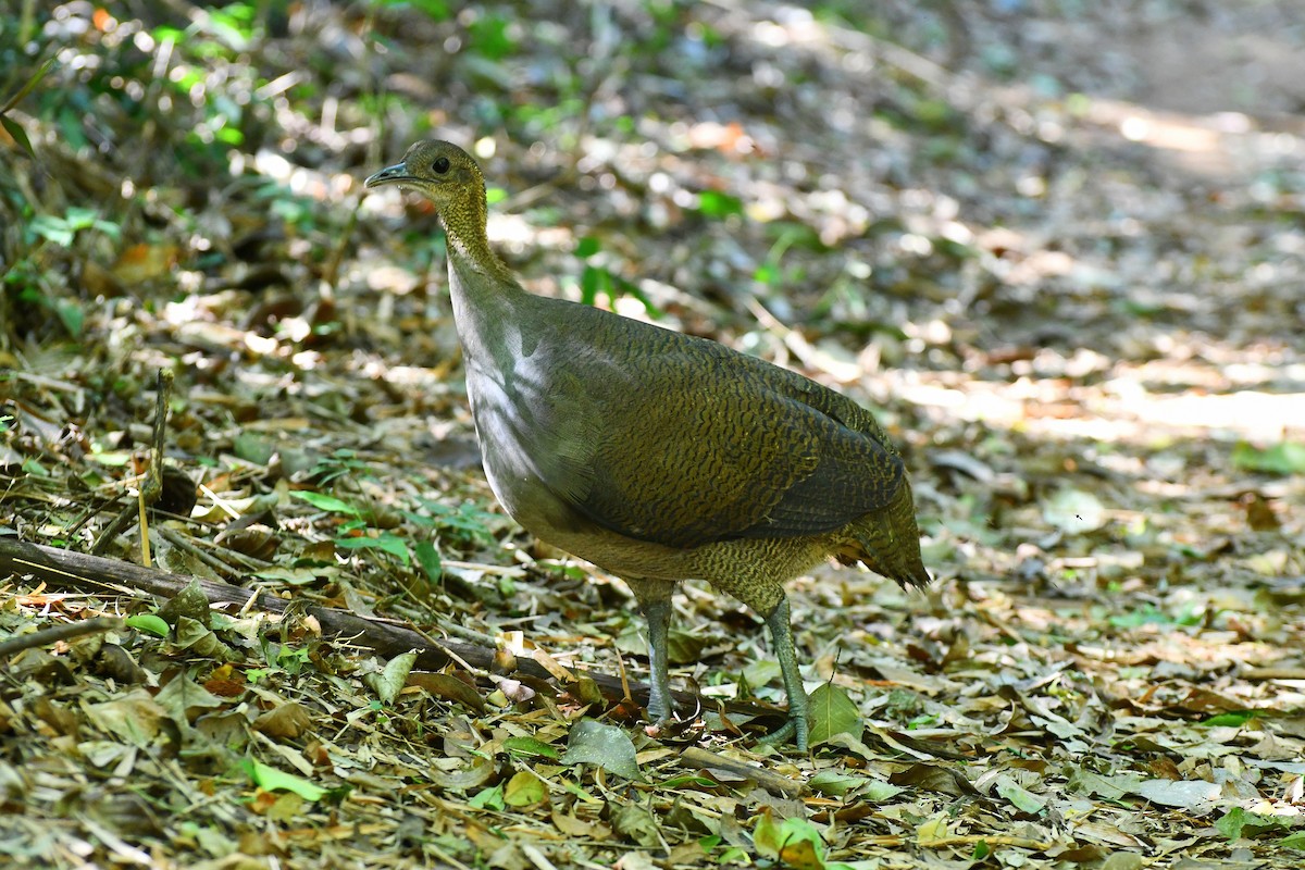 Solitary Tinamou - ML609369682