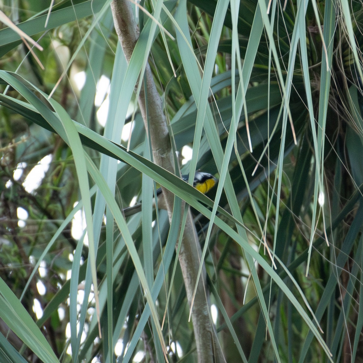 Yellow-throated Warbler - ML609369777