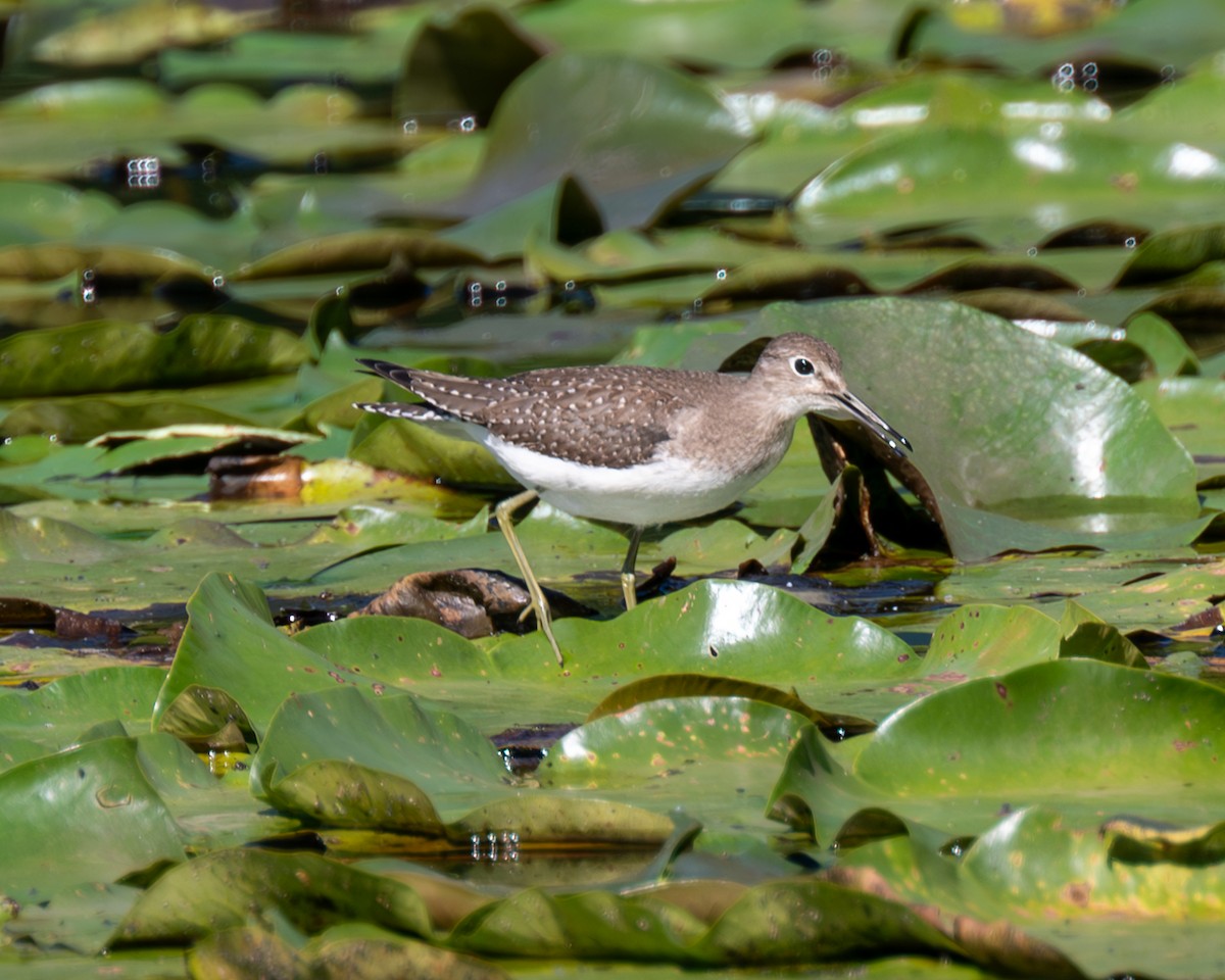 Solitary Sandpiper - ML609369850