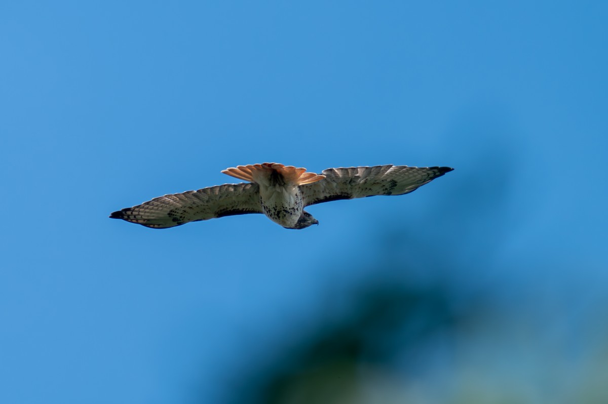 Red-tailed Hawk - Peter Rosario