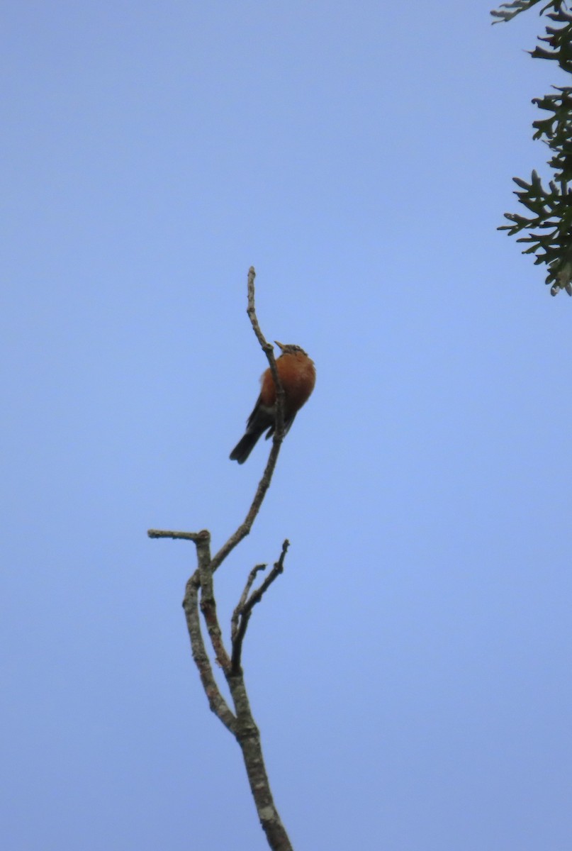 American Robin - ML609369884